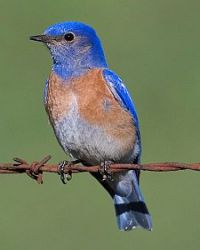 western bluebird, bird feeder, unique bird feeders